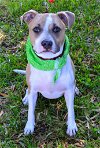adoptable Dog in lighthouse point, FL named Aggie
