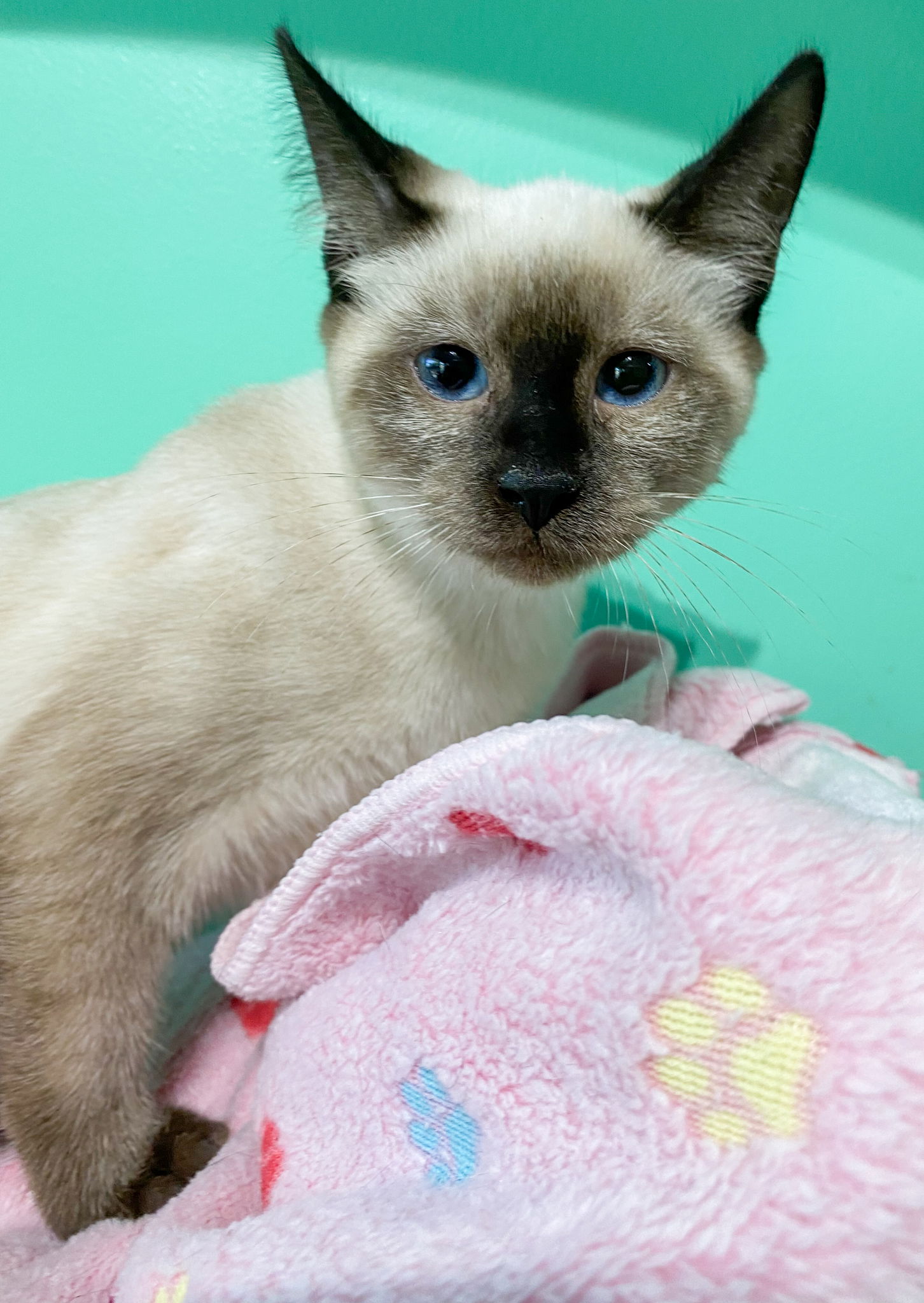 Siamese kittens for adoption best sale in florida