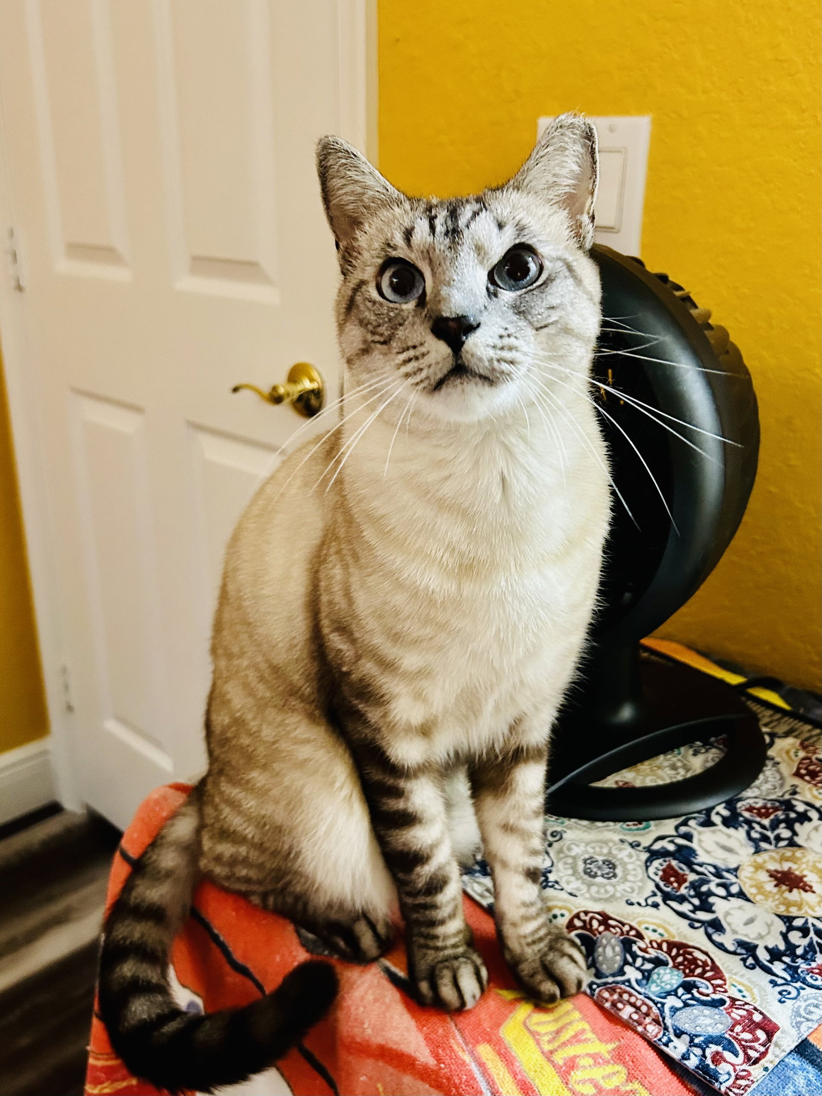 Cats for Adoption in Lake Clarke Shores, Florida Alpha Paw