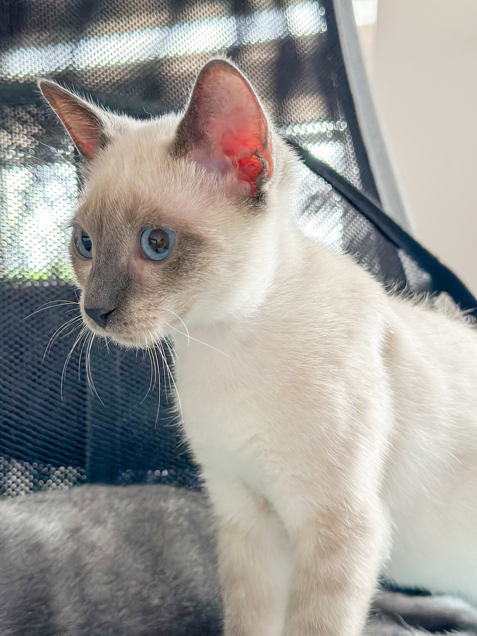 Cats for Adoption in Miami Dade County, Florida Alpha Paw