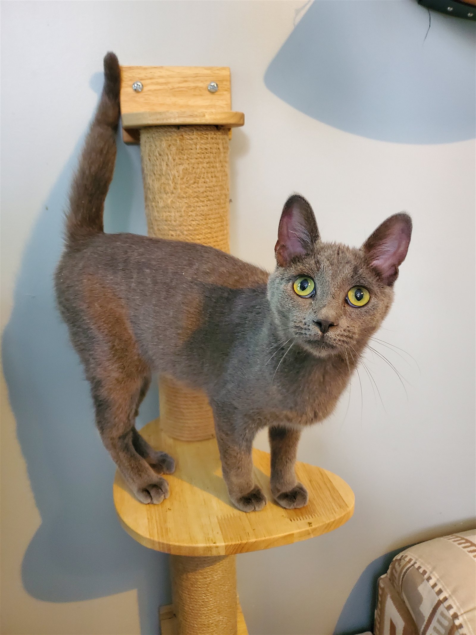 adoptable Cat in Fort Lauderdale, FL named Galena