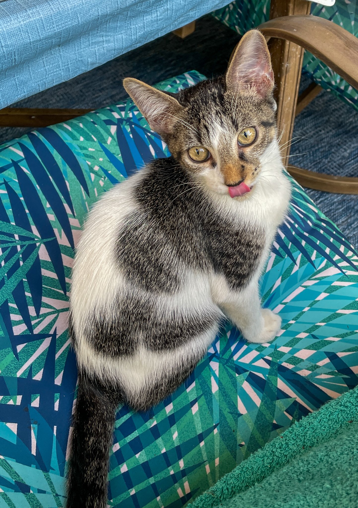adoptable Cat in Fort Lauderdale, FL named Velcro