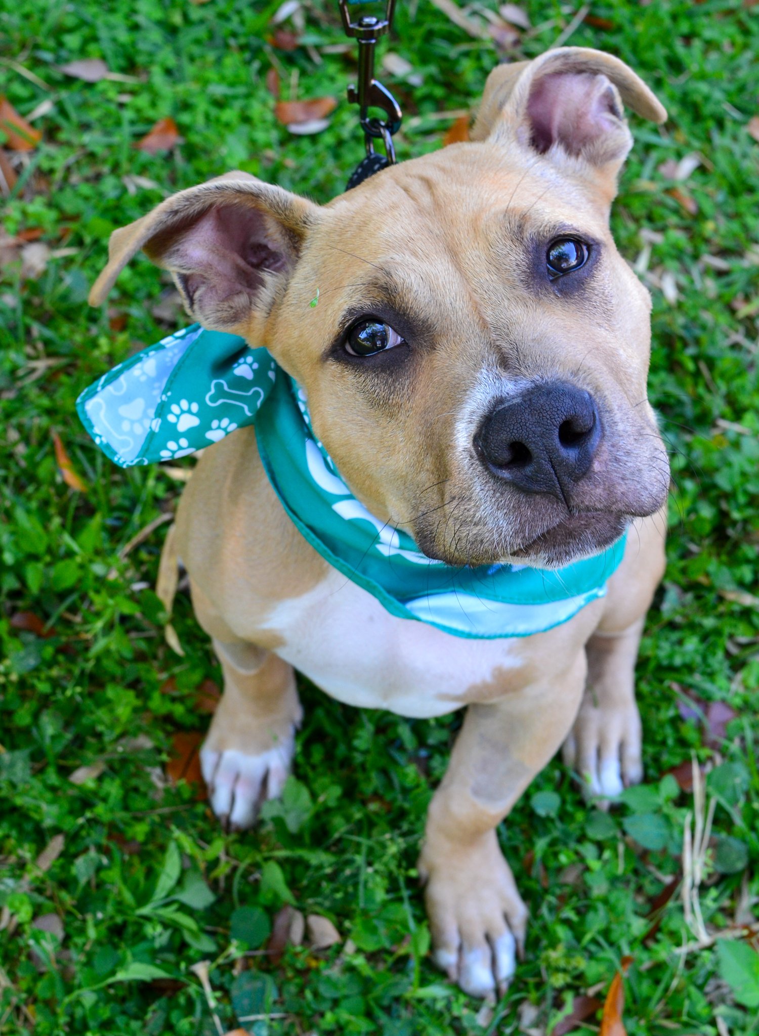 adoptable Dog in Lighthouse Point, FL named Draco