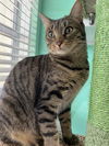 adoptable Cat in  named Edith