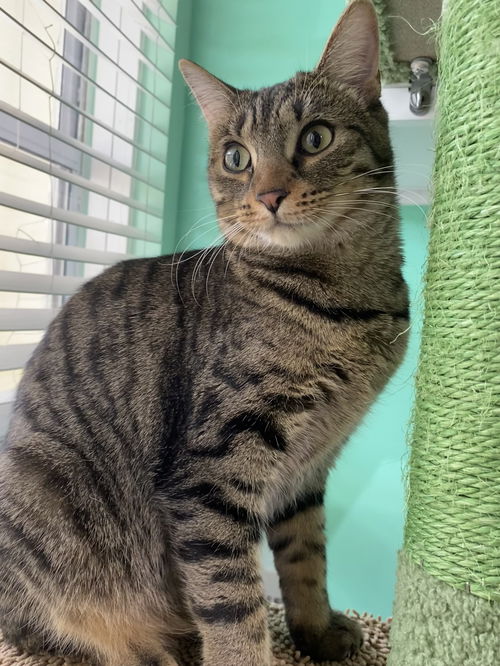 picture of the cat needing adoption