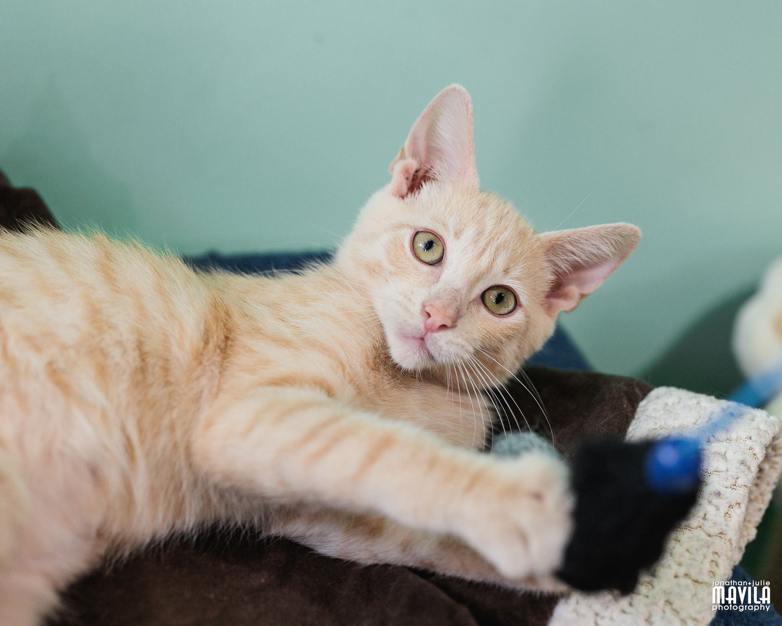 adoptable Cat in Fort Lauderdale, FL named Picasso