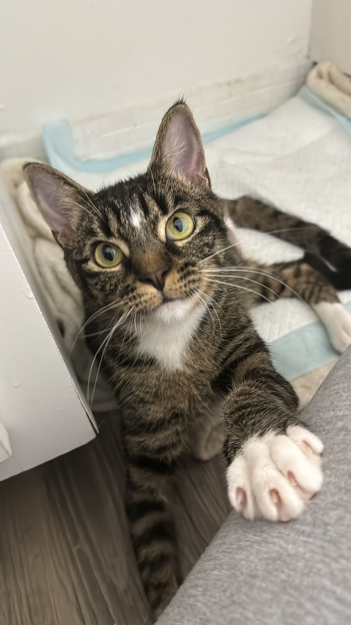 adoptable Cat in Pompano Beach, FL named Virginia