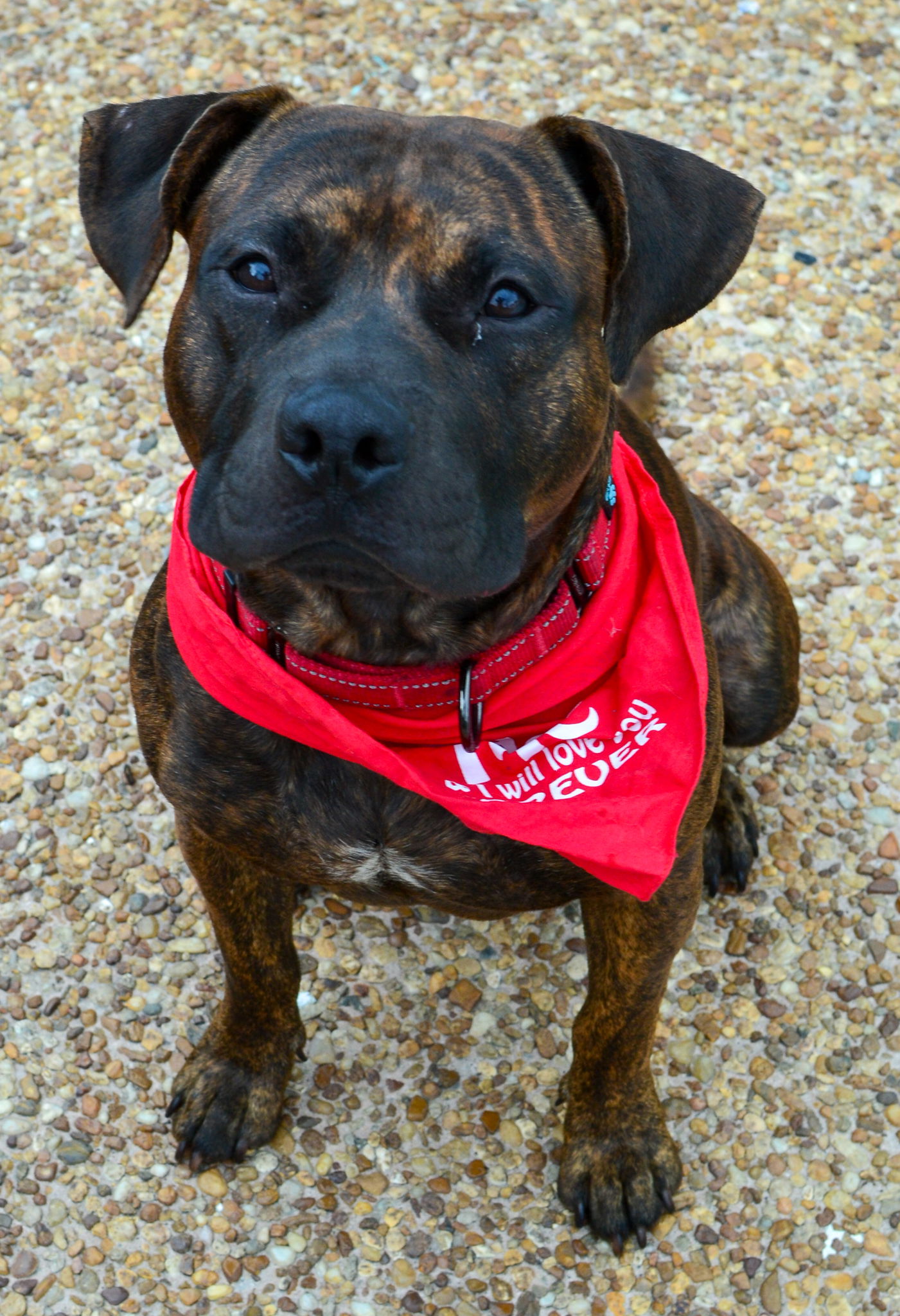 adoptable Dog in Lighthouse Point, FL named D.O.G.