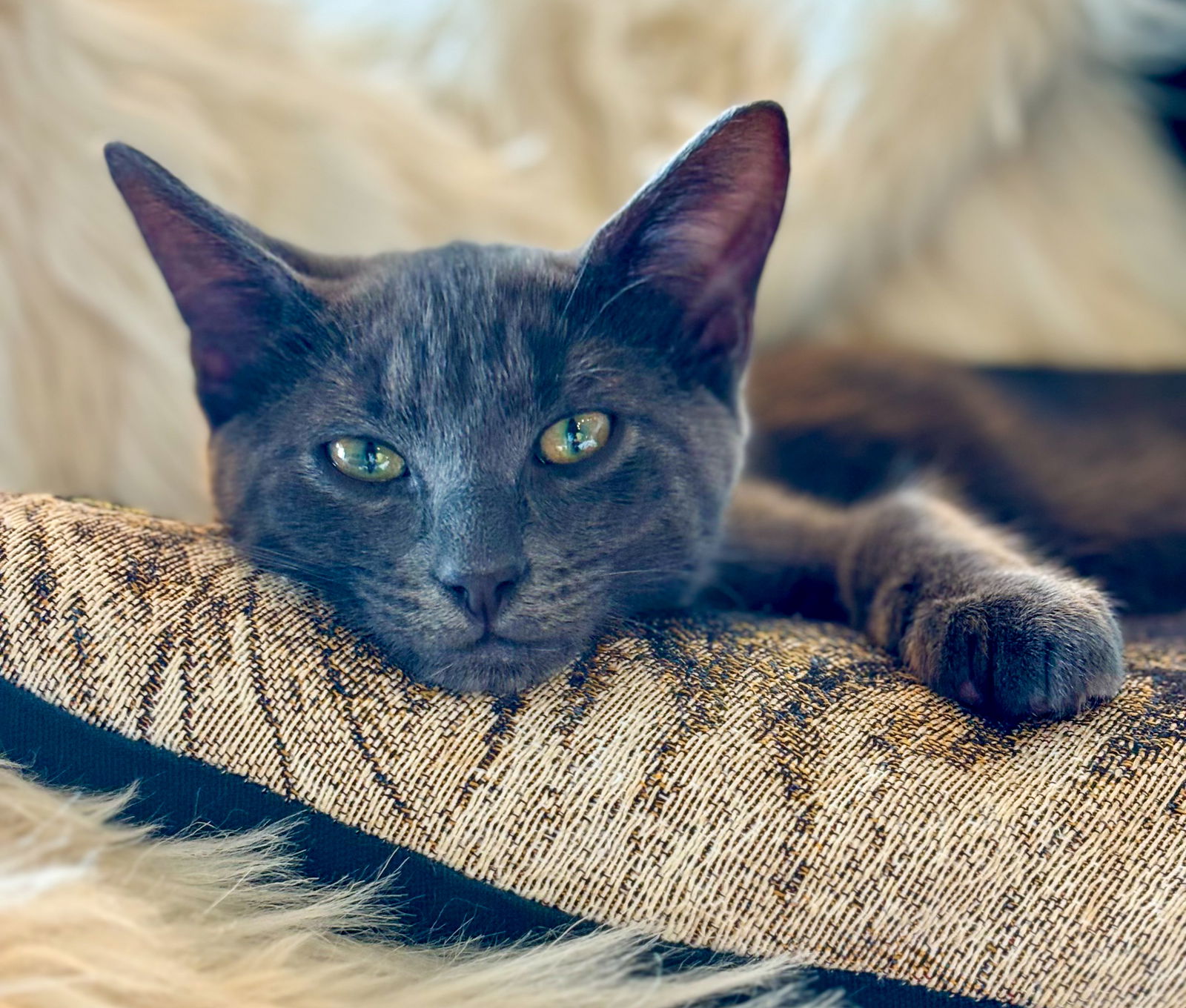 adoptable Cat in Fort Lauderdale, FL named Snugs