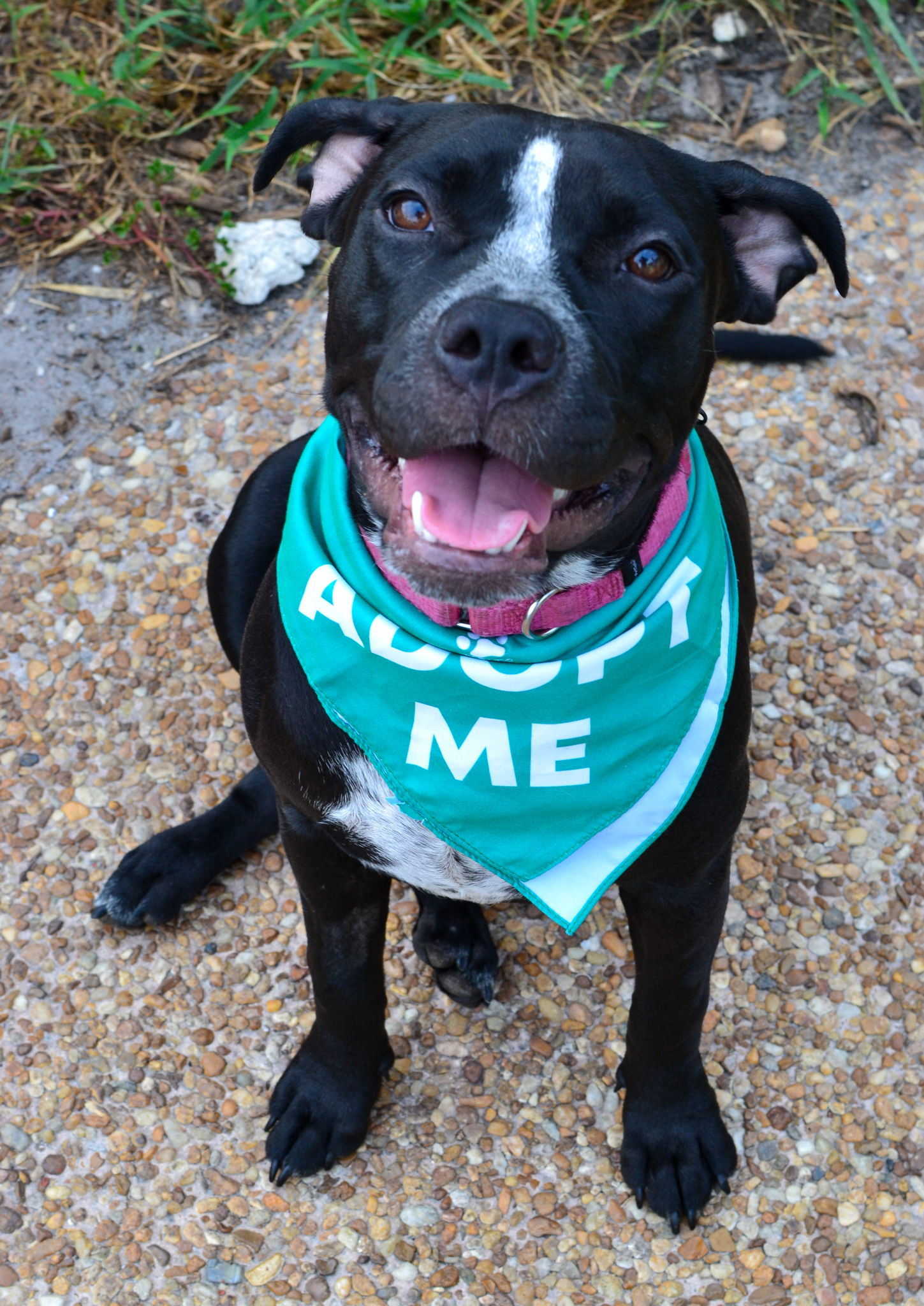 adoptable Dog in Lighthouse Point, FL named Xena