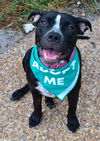 adoptable Dog in  named Xena