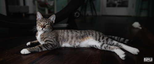 PURLINA - Domestic Short Hair / Tabby available for adoption