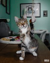 Purlina - Photo 4