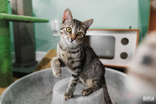 picture of the cat needing adoption