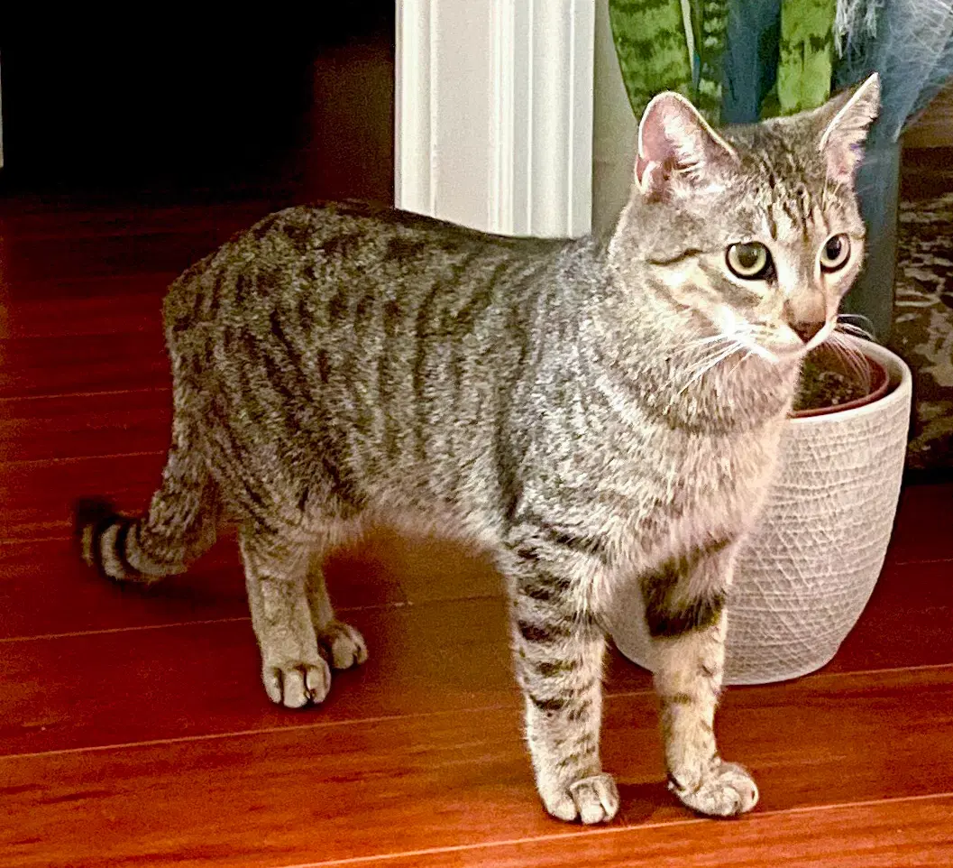 Timmy - Tabby