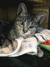 adoptable Cat in , FL named Biscotti