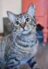 adoptable Cat in pompano beach, FL named Alvin