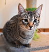 adoptable Cat in  named Theodore