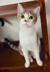 adoptable Cat in  named Pippi