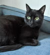 adoptable Cat in Pompano Beach, FL named Sunny