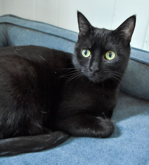 picture of the cat needing adoption
