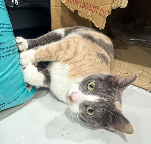 picture of the cat needing adoption