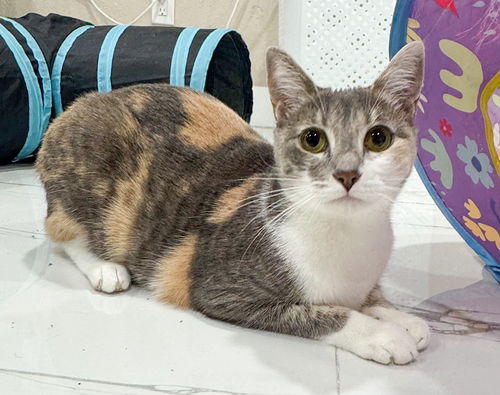 picture of the cat needing adoption