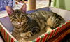 adoptable Cat in  named Ireland