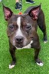 adoptable Dog in , FL named Bob