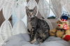 adoptable Cat in Pompano Beach, FL named Major