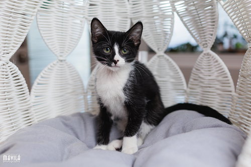JAZZ - Domestic Short Hair available for adoption