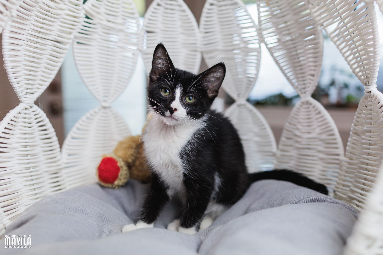 adoptable Cat in Pompano Beach, FL named Jazz