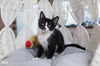 adoptable Cat in Pompano Beach, FL named Jazz
