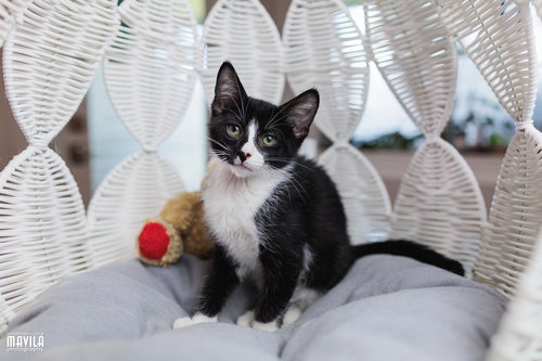 JAZZ - Domestic Short Hair available for adoption