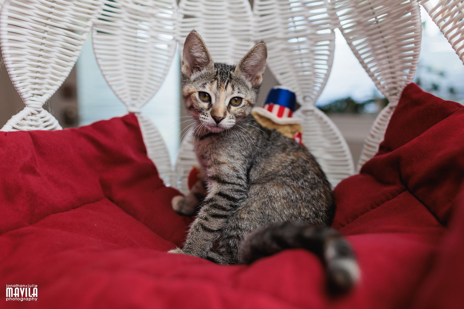 adoptable Cat in Pompano Beach, FL named Sonnet