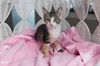 adoptable Cat in Pompano Beach, FL named Melody