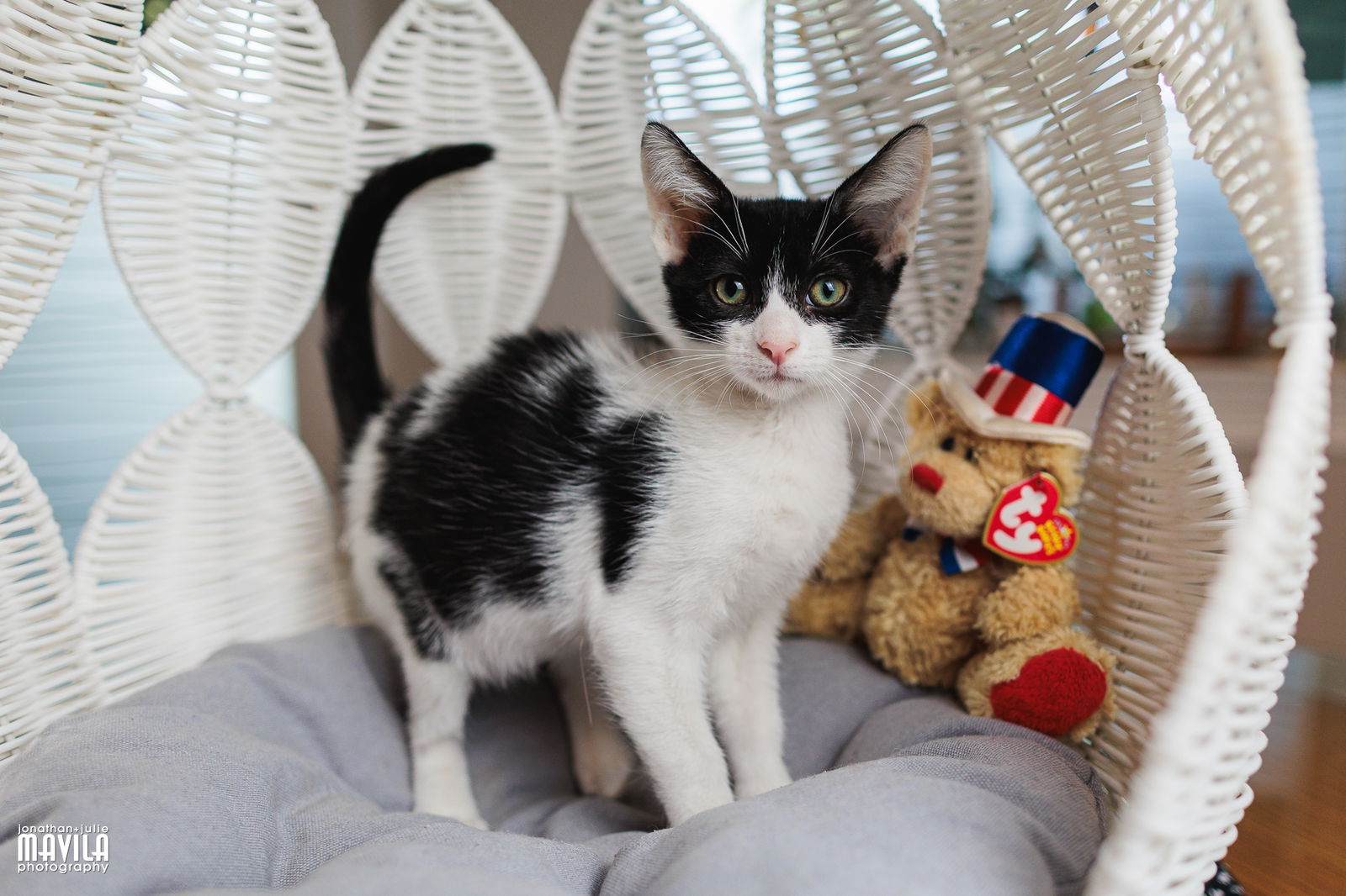 adoptable Cat in Pompano Beach, FL named Alto