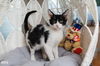 adoptable Cat in pompano beach, FL named Alto