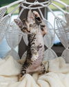 adoptable Cat in Pompano Beach, FL named Merida