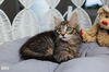 adoptable Cat in Pompano Beach, FL named Reynolds