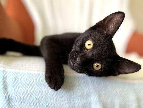 picture of the cat needing adoption