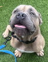 adoptable Dog in lake worth, FL named Linus