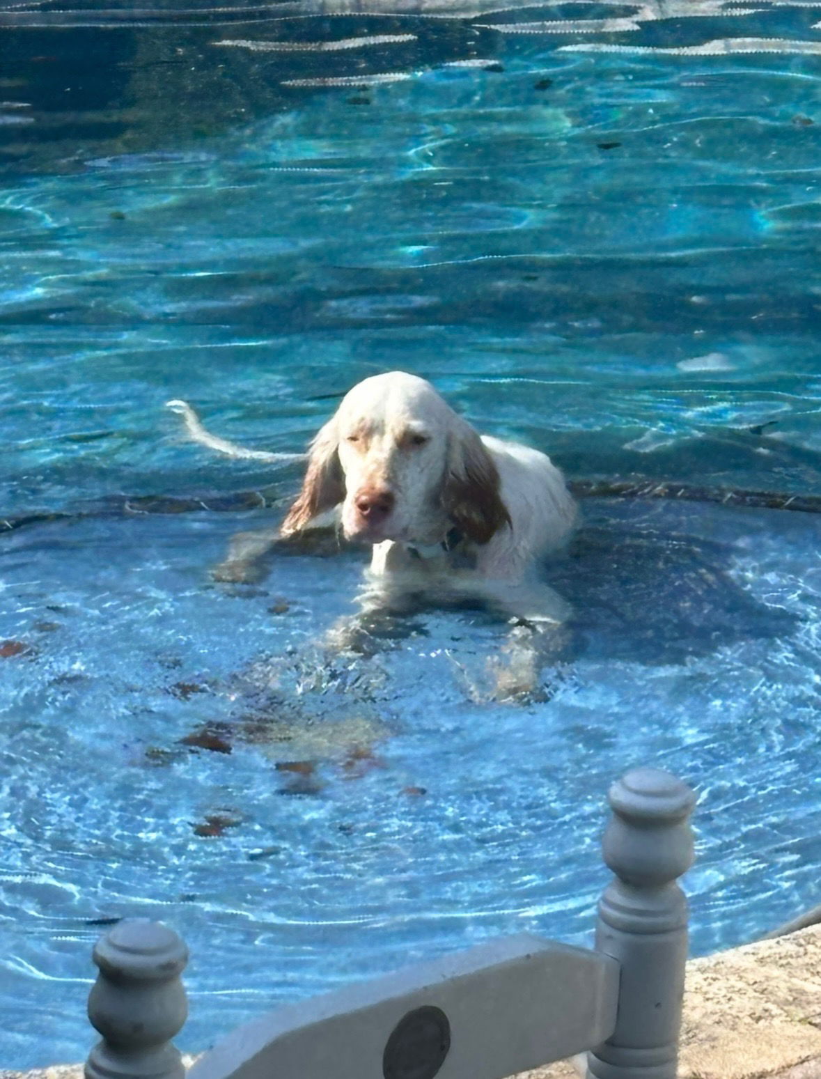 adoptable Dog in Lake Worth, FL named Noah