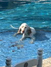 adoptable Dog in lake worth, FL named Noah
