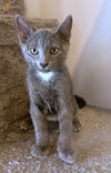 adoptable Cat in  named Azure