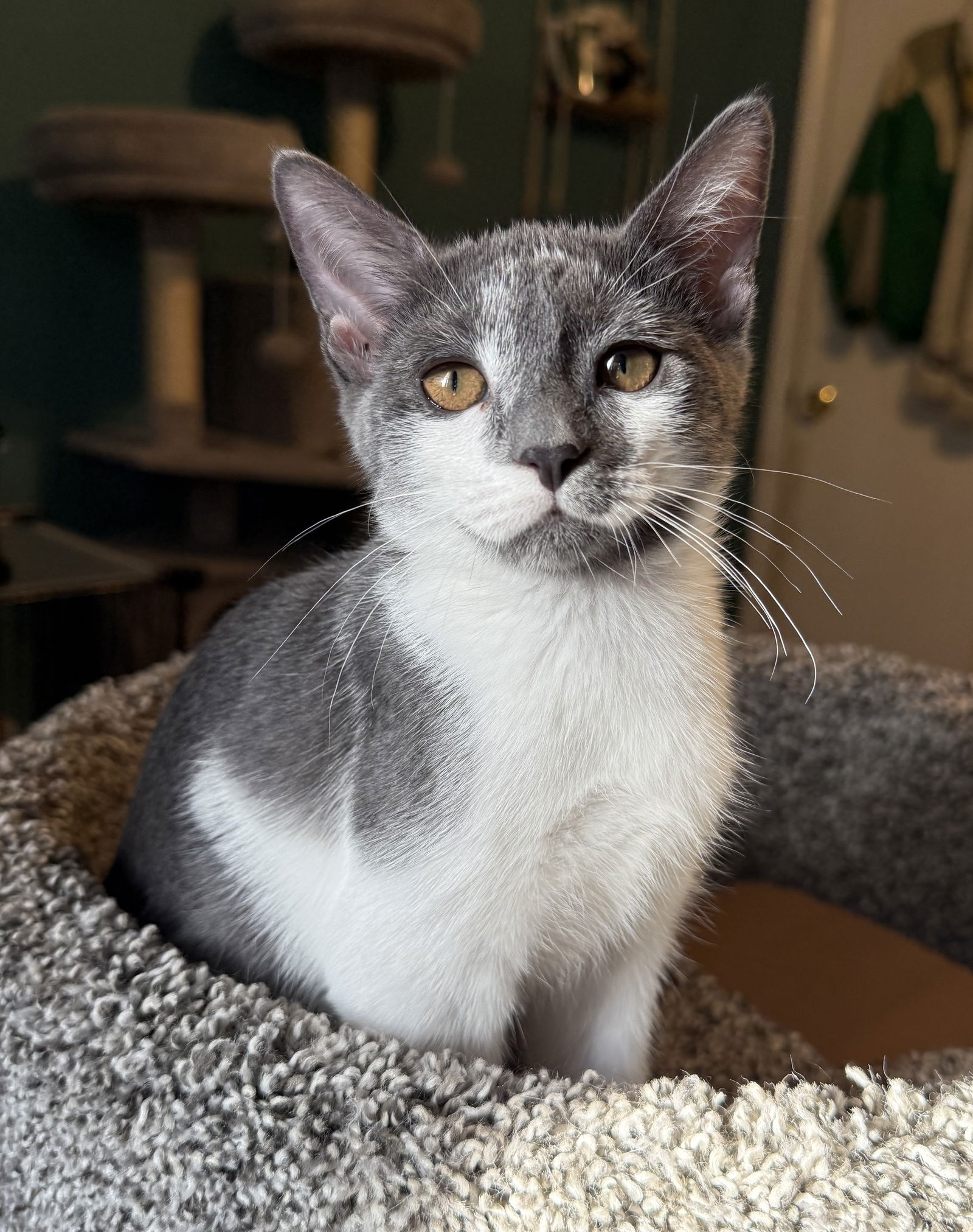 adoptable Cat in Lighthouse Point, FL named Zingara
