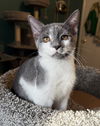 adoptable Cat in  named Zingara