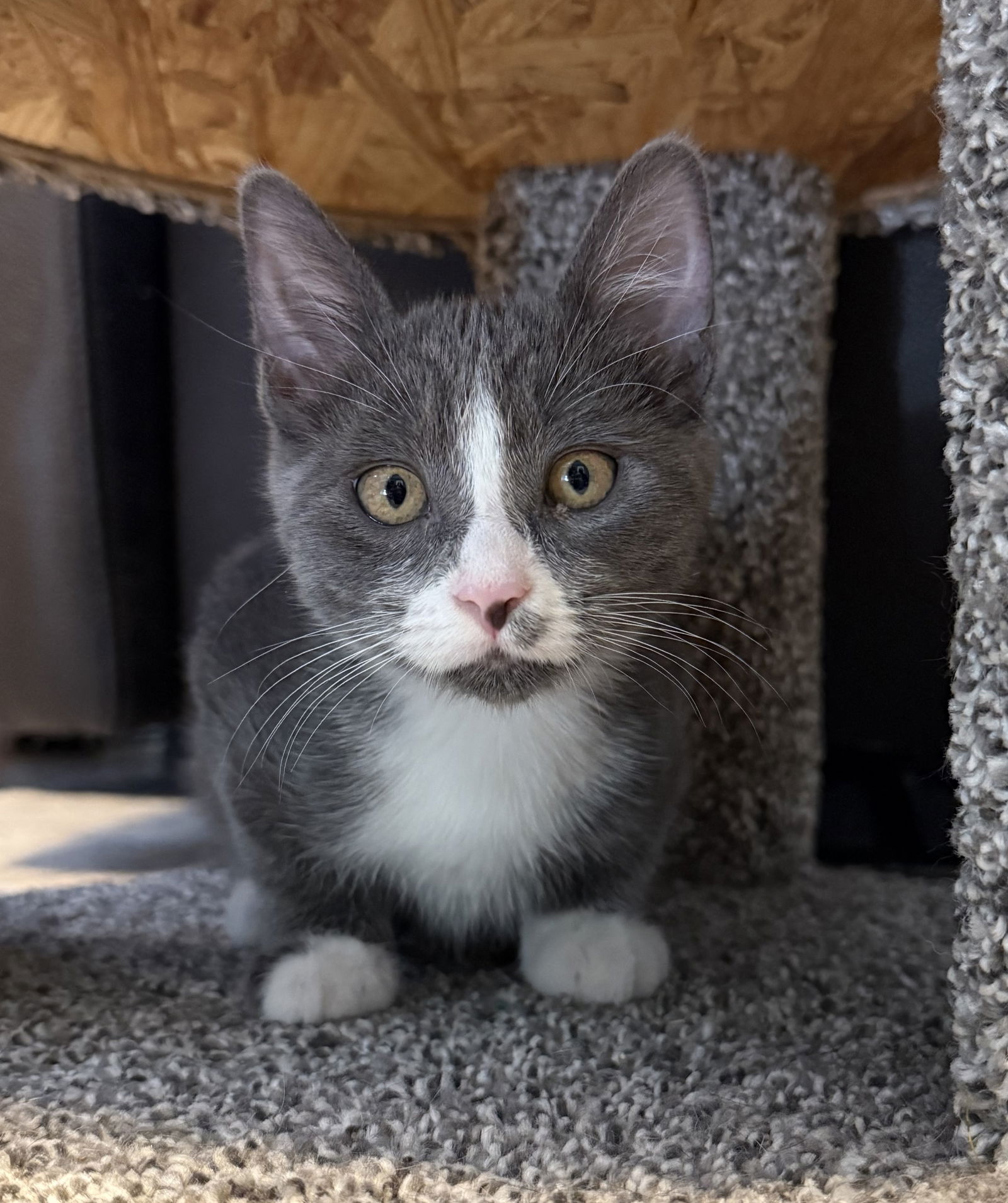 adoptable Cat in Lighthouse Point, FL named Griz