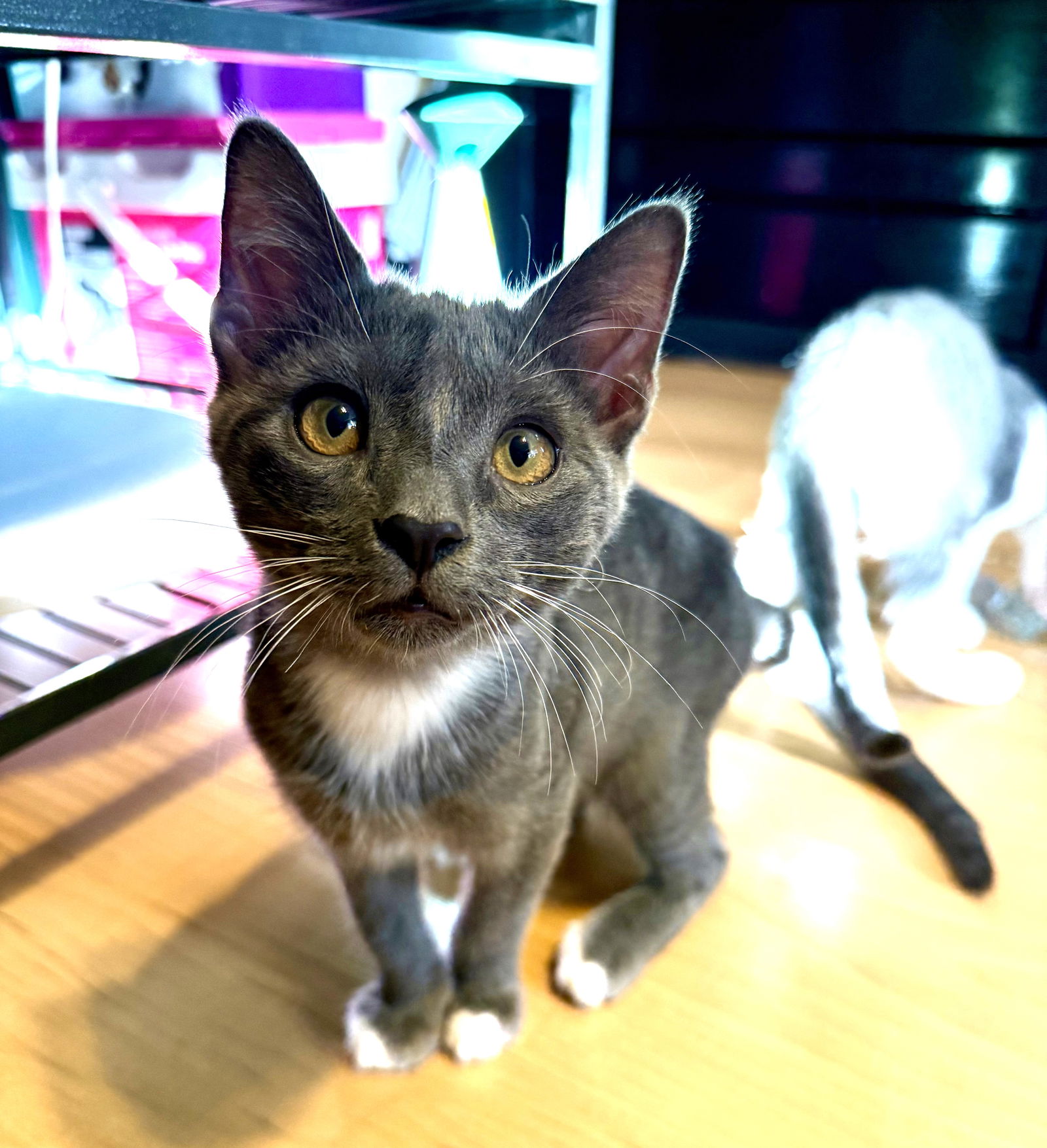 adoptable Cat in Lighthouse Point, FL named Inzo