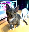 adoptable Cat in  named Inzo